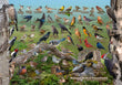 11" x 17" Placemat - Backyard Birds of Pennsylvania