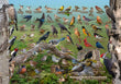 11" x 17" Placemat - Backyard Birds of Pennsylvania -Wholesale Ordering Only