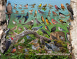 18" x 24" Poster  -  Backyard Birds of Prince Edward Island