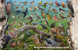 11" x 17" Placemat - Backyard Birds of Prince Edward Island -Wholesale Ordering Only