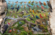 11" x 17" Placemat - Backyard Birds of Quebec Placemat (English Version)