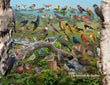 18" x 24" Poster - Les Oiseaux du Quebec