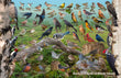 11" x 17" Placemat - Backyard Birds of Rhode Island