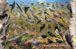 11" x 17" Placemat - Backyard Birds of Saskatchewan -Wholesale Ordering Only