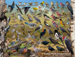 18" x 24" Poster  -  Backyard Birds of Saskatchewan