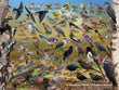 18" x 24" Poster - Backyard Birds of Saskatchewan