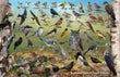 11" x 17" Placemat - Backyard Birds of South Dakota