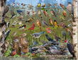 18" x 24" Poster  -  Backyard Birds of Southern Ontario