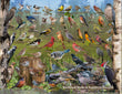 18" x 24" Poster - Backyard Birds of Southern Ontario
