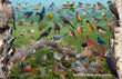 11" x 17" Placemat - Backyard Birds of Tennessee -Wholesale Ordering Only