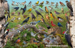 11" x 17" Placemat - Backyard Birds of Virginia -Wholesale Ordering Only