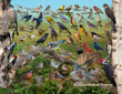 18" x 24" Poster  -  Backyard Birds of Virginia