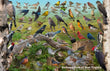 11" x 17" Placemat - Backyard Birds of West Virginia