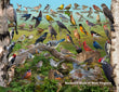 18" x 24" Poster  -  Backyard Birds of West Virginia