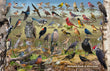 11" x 17" Placemat - Backyard Birds of Wisconsin -Wholesale Ordering Only