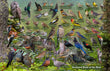 11" x 17" Placemat - Backyard Birds of the West