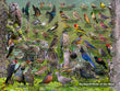 18" x 24" Poster  -  Backyard Birds of the West 18" x 24" Poster