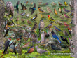 18" x 24" Poster - Backyard Birds of the West 18" x 24" Poster