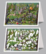 6"x 9" Card - Backyard Wildlife of the West 6-pk