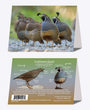5" x 7" Cards - CAQU 0262 - California Quail 6-pk