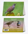 5" x 7" Cards - CAQU 3350 - California Quail 6-pk