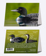 5" x 7" Cards - COLO 0490 - Common Loon 6-pk