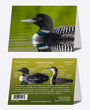5" x 7" Cards  -  COLO 0490  - Common Loon 6-pk