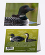 5" x 7" Cards  -  COLO 4883  - Common Loon 6-pk