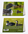 5" x 7" Cards  -  COLO 4973  - Common Loon 6-pk