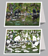 6"x 9" Card  -  Coastal Rainforest  6-pk