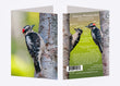 5" x 7" Cards  -  DOWO 1303  - Downy Woodpecker 6-pk