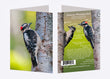 5" x 7" Cards - DOWO 1303 - Downy Woodpecker 6-pk