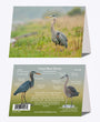 5" x 7" Cards - GBH 0318 - Great Blue Heron 6-pk