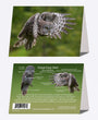 5" x 7" Cards  -  GGO 2768  - Great Gray Owl 6-pk