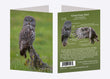 5" x 7" Cards - GGO 3392 - Great Gray Owl 6-pk