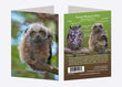 5" x 7" Cards  -  GHOW 0541  - Great Horned Owl Fledgling 6-pk