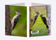 5" x 7" Cards - HAWO 5468 - Hairy Woodpecker 6-pk
