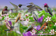 11" x 17" Placemat - Hummingbirds of the West 2022 -Wholesale Ordering Only