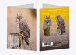 5" x 7" Cards  -  LEOW 0423  - Long-eared Owl 6-pk