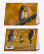 5" x 7" Cards  -  NPOW 6937  - Northern Pygmy Owl 6-pk