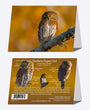 5" x 7" Cards - NPOW 6937 - Northern Pygmy Owl 6-pk