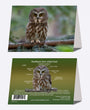 5" x 7" Cards  -  NSWO 7417  - Northern Saw-whet Owl 6-pk