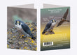 5" x 7" Cards - PEFA 4930 - Peregrine Falcon 6-pk