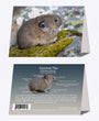 5" x 7" Cards - PIKA 1966 - American Pika 6-pk
