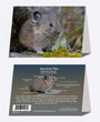 5" x 7" Cards - PIKA 2567 - American Pika 6-pk