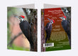 5" x 7" Cards  -  PIWO 8248  _ Pileated Woodpecker 6-pk