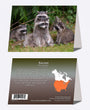 5" x 7" Cards - RACC 9374 - Raccoon 6-pk