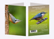 5" x 7" Cards - RBNU 7384 - Red-breasted Nuthatch 6-pk