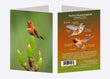 5" x 7" Cards - RUHU 5527 _ Rufous Hummingbird 6-pk