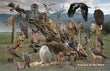 11" x 17" Placemat - Raptors of the West -Wholesale Ordering Only